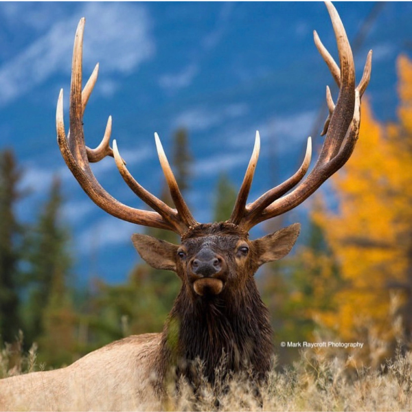 Massive Elk with Mountain Backdrop