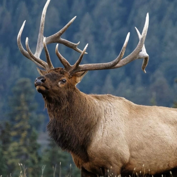Bull Elk, Mountain Backdrop