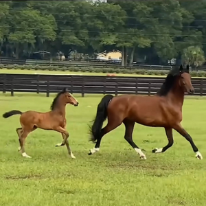 Mare with Her Colt, Farm Setting