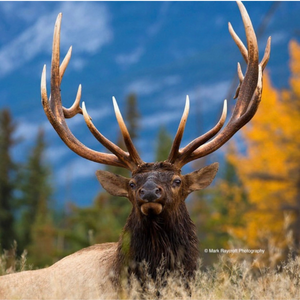 Massive Elk with Mountain Backdrop